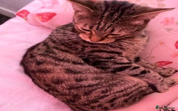 Bengal cats for sale: Bengal for sale  in Chester - Image 3