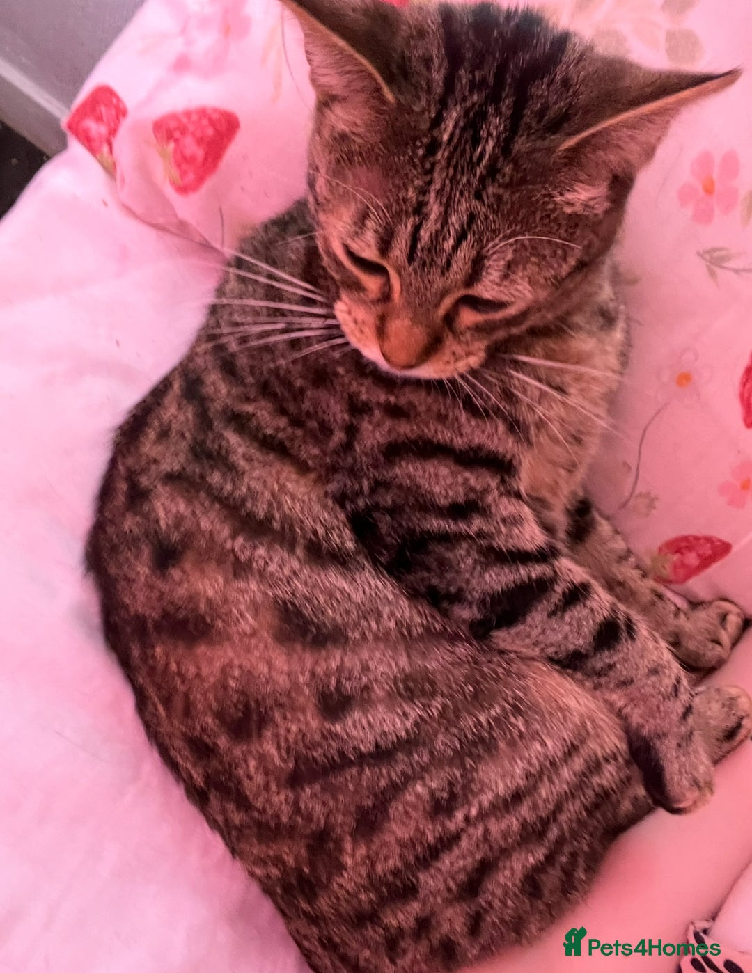 Bengal cats for sale: Bengal for sale  in Chester - Image 3