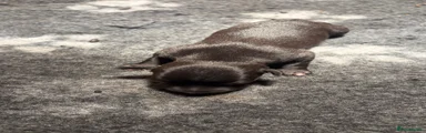Whippet 5