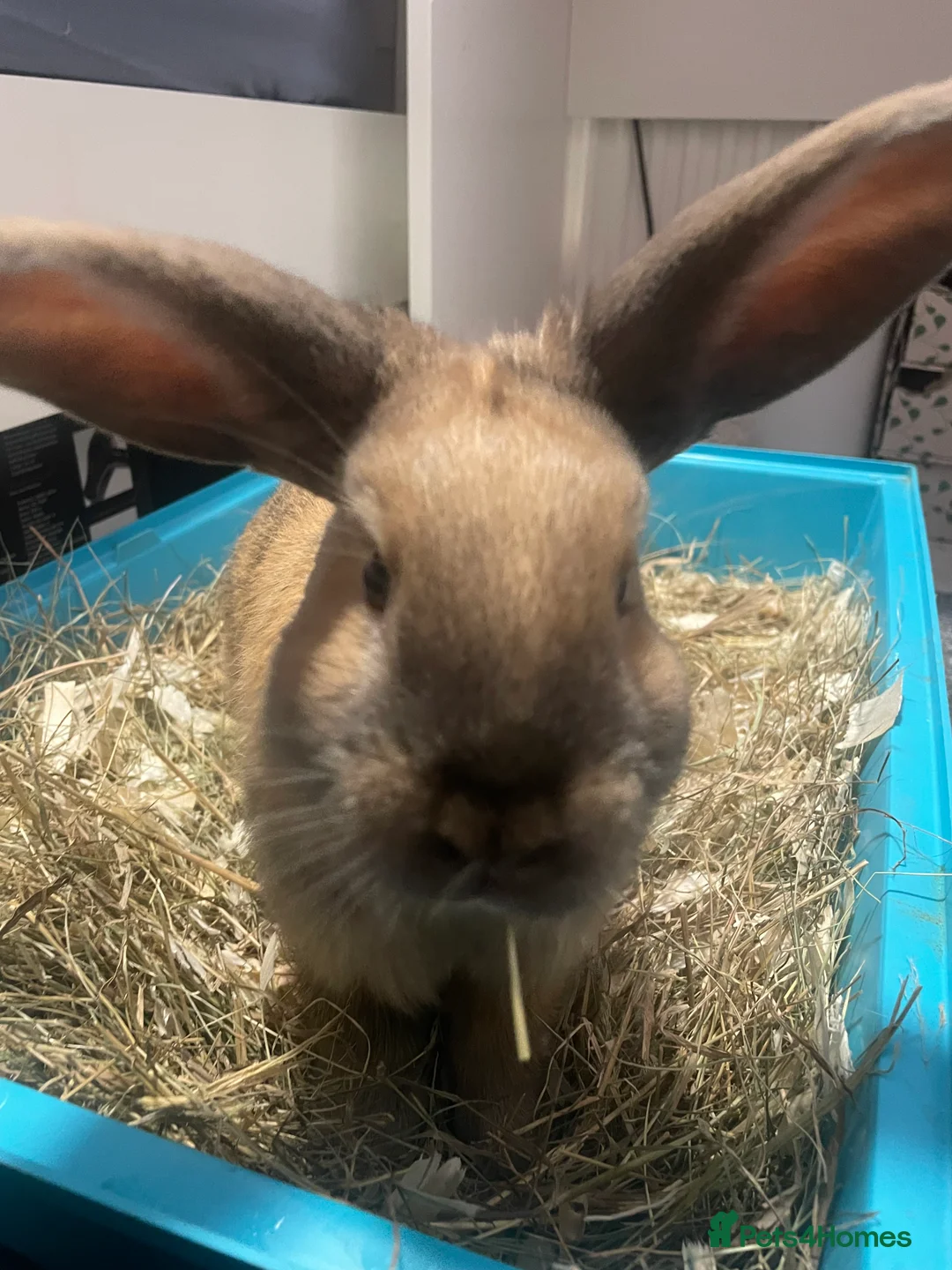 French Lop rabbits for sale: 2 indoor French lop boys to be homed separately  - Advert 9