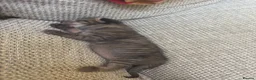 Mixed Breed cats for sale: X2 female tabby kittens in Basingstoke - Advert 11