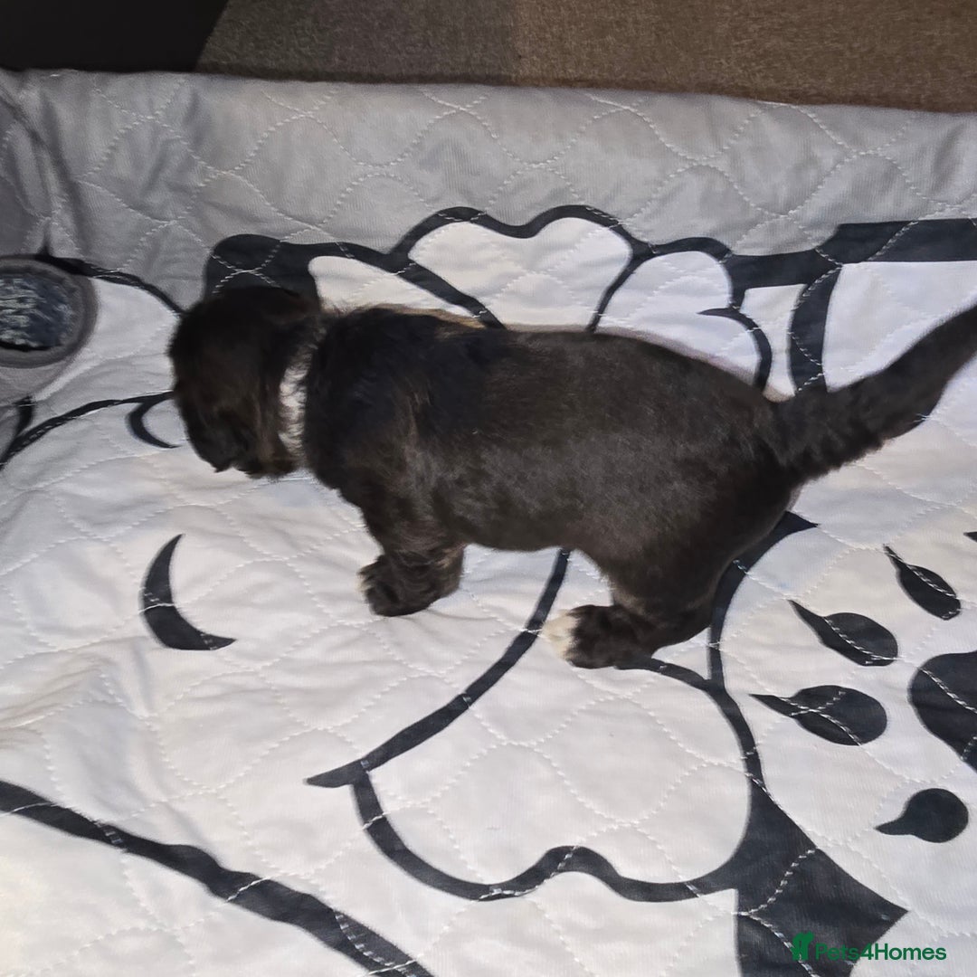 Shihpoo dogs for sale: 🐾REDUCED 2 Boys £800 - Shihpoo Puppies🐾 - Advert 19