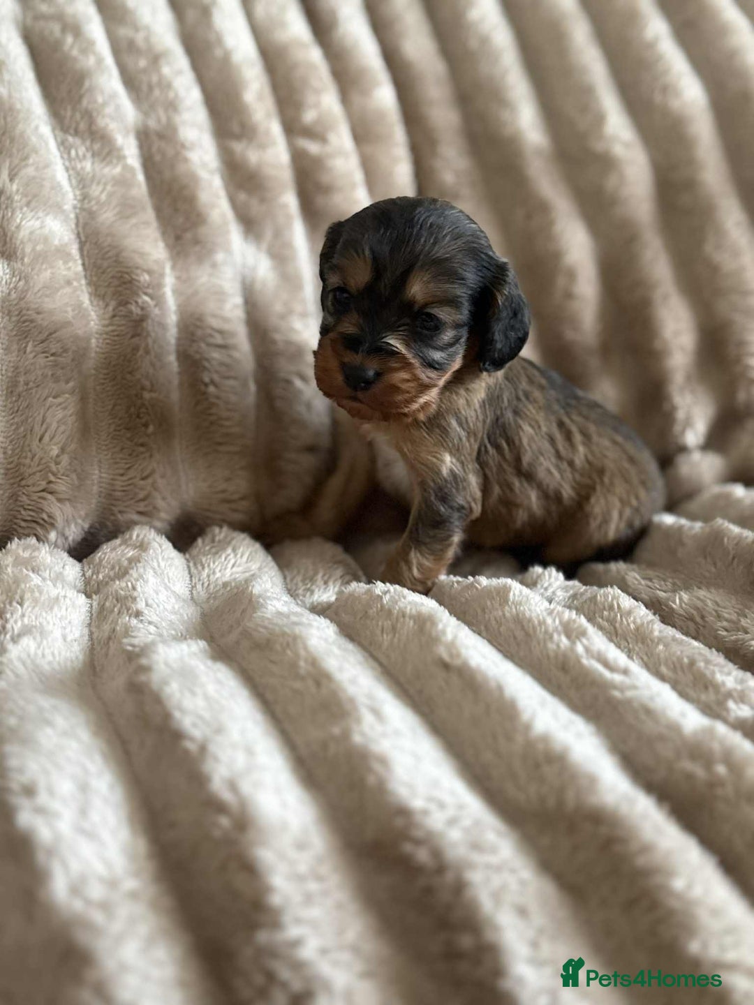 Cockapoo dogs for sale: Cockapoo F1B STUNNING COLOURS 4 available - Advert 27