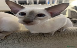 Siamese cats for sale: Gorgeous New Style Siamese kittens GCCF - Image 12