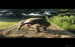 Bedlington Terrier dogs for sale: KC registered Bedlington Terrier puppy - Image 5