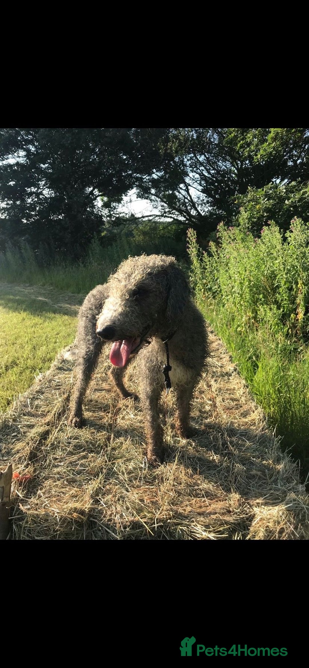 Bedlington Terrier dogs for sale: KC registered Bedlington Terrier puppy - Image 5