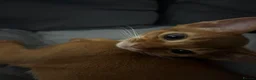 Abyssinian cats for sale: Stunning Abyssinian champion line kittens-last boy - Advert 30