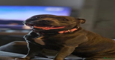 Staffordshire Bull Terrier dogs - Advert 1