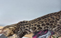 Bengal cats for sale: Bengal boy - Image 6