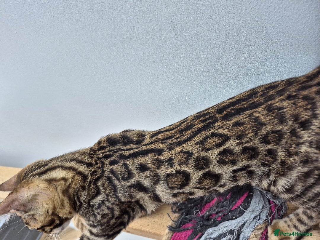 Bengal cats for sale: Bengal boy - Image 6