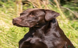 Labrador Retriever dogs for sale: KC Black Puppies,Extensively health tested parents - Image 9