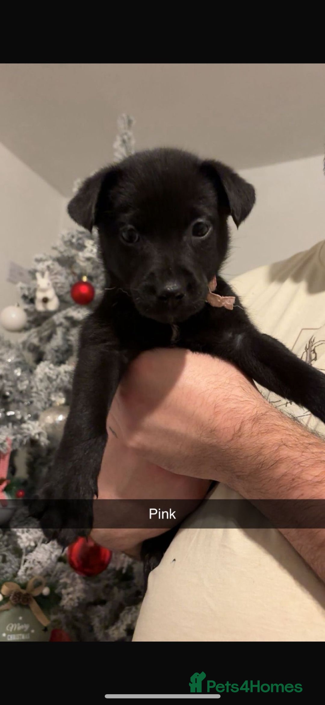 Mixed Breed dogs for sale: 8 gorgeous Huskador puppies for sale  - Advert 7