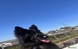 German Shepherd dogs for sale: Regrettably rehoming our 3 year old bby girl  - Image 2
