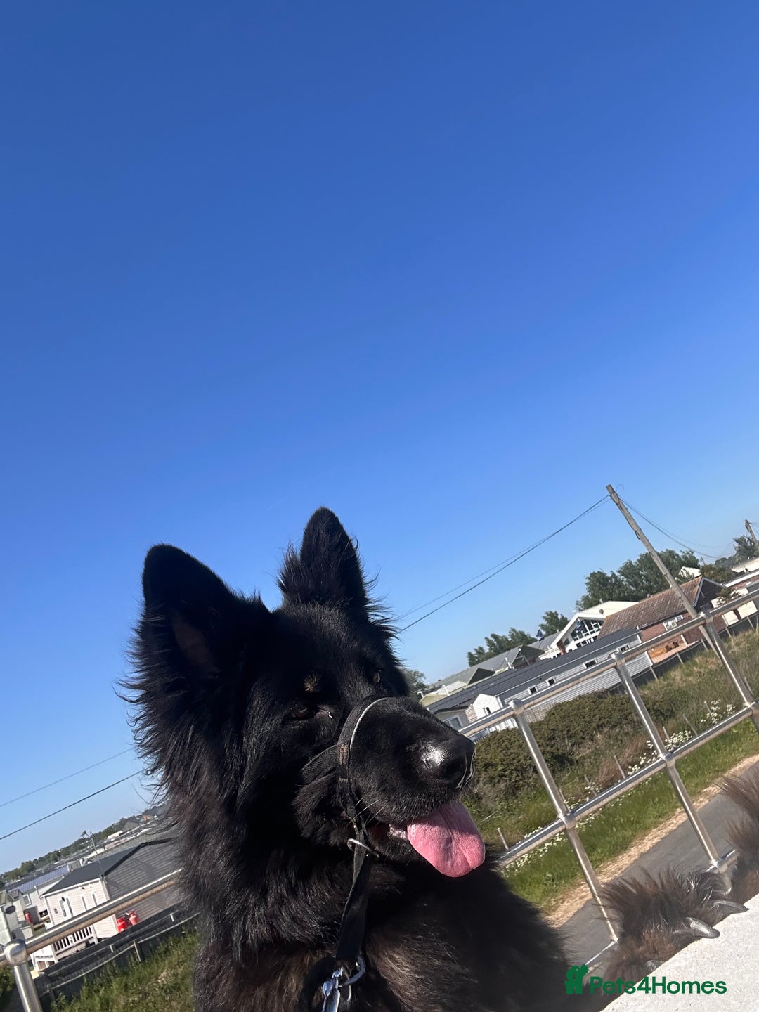 German Shepherd dogs for sale: Regrettably rehoming our 3 year old bby girl  - Image 2