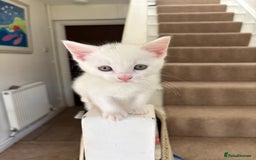 British Shorthair cats for sale:  2 Gorgeous boys left - Image 3