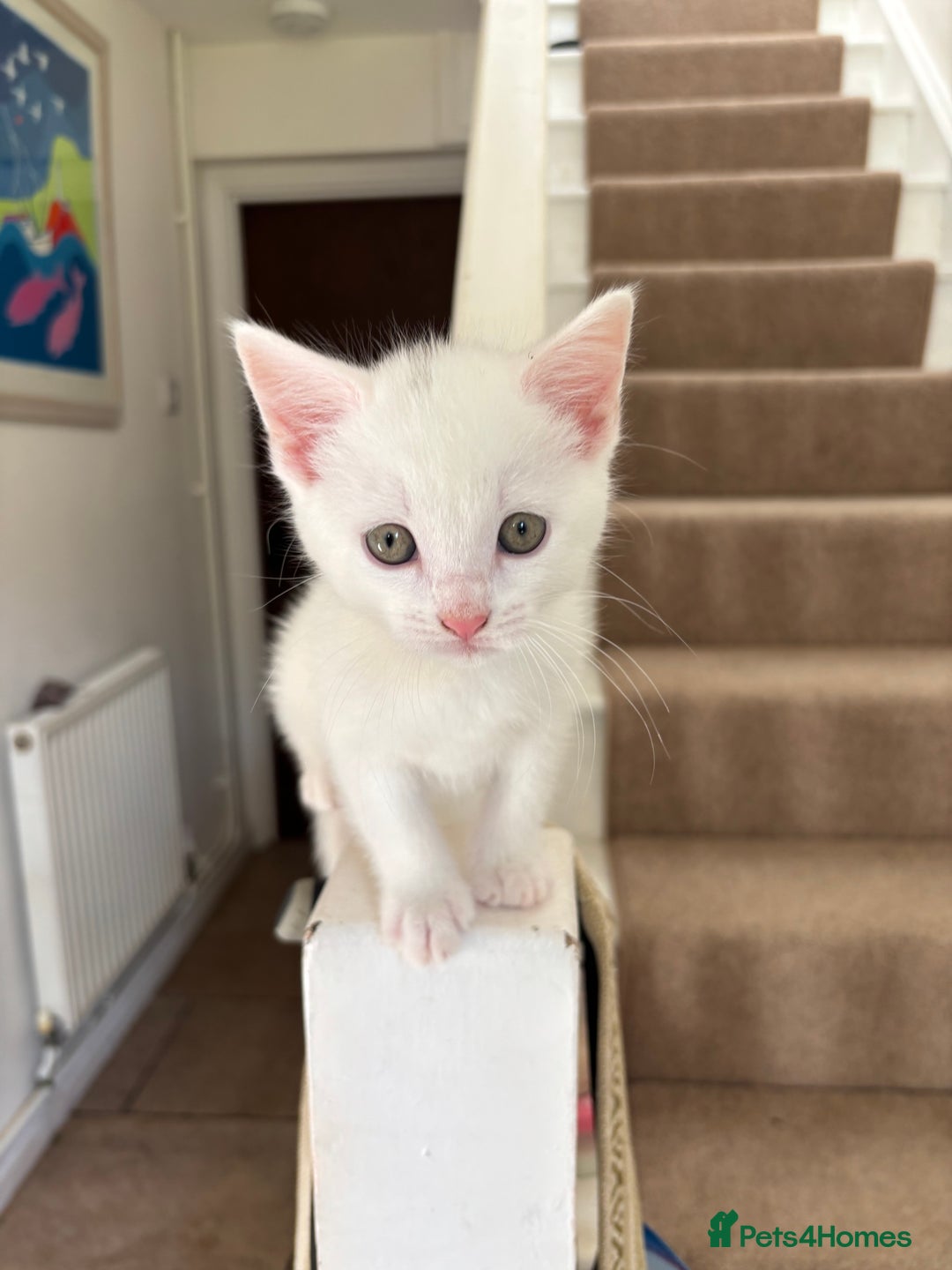 British Shorthair cats for sale:  2 Gorgeous boys left - Image 3