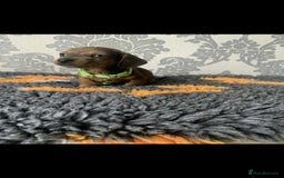 Miniature Dachshund dogs for sale: Kc miniature dachshund  - Image 4