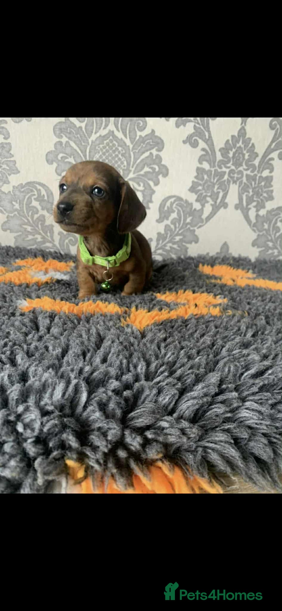 Miniature Dachshund dogs for sale: Kc miniature dachshund  - Image 4
