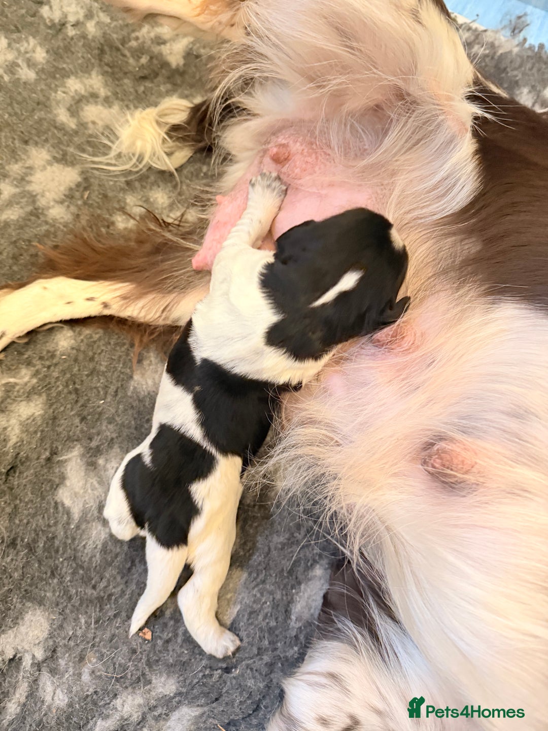 Sprocker dogs for sale: Stunning Sprocker pups  - Image 9