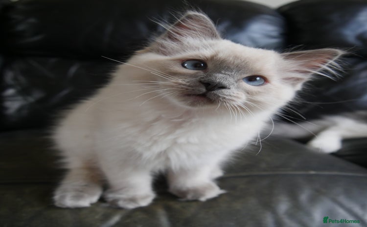 Ragdoll cats - Advert 14