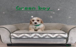 Cavachon dogs for sale: Beautiful F1 Cavachon boys 💙 - Image 9