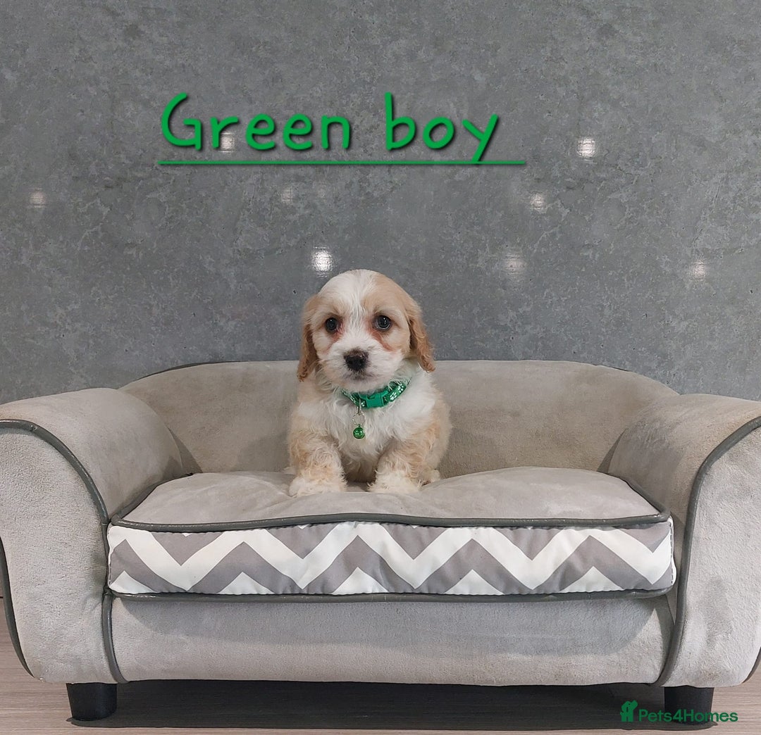 Cavachon dogs for sale: Beautiful F1 Cavachon boys 💙 - Image 9