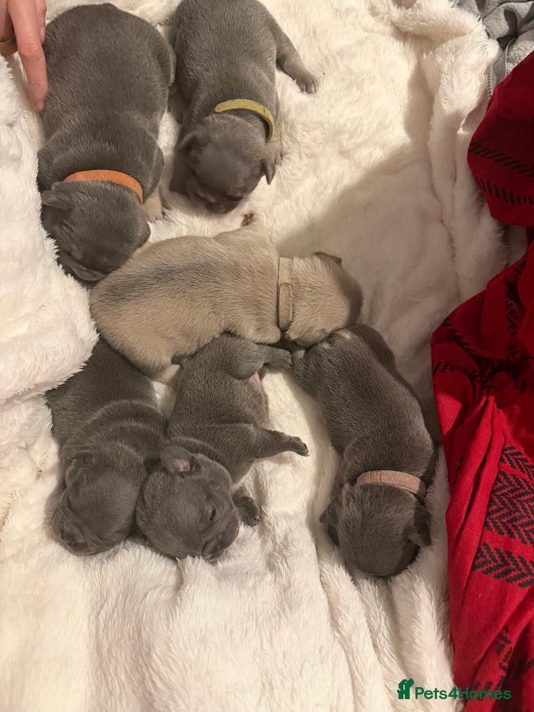 French Bulldog dogs for sale: French bulldog puppies  - Advert 8