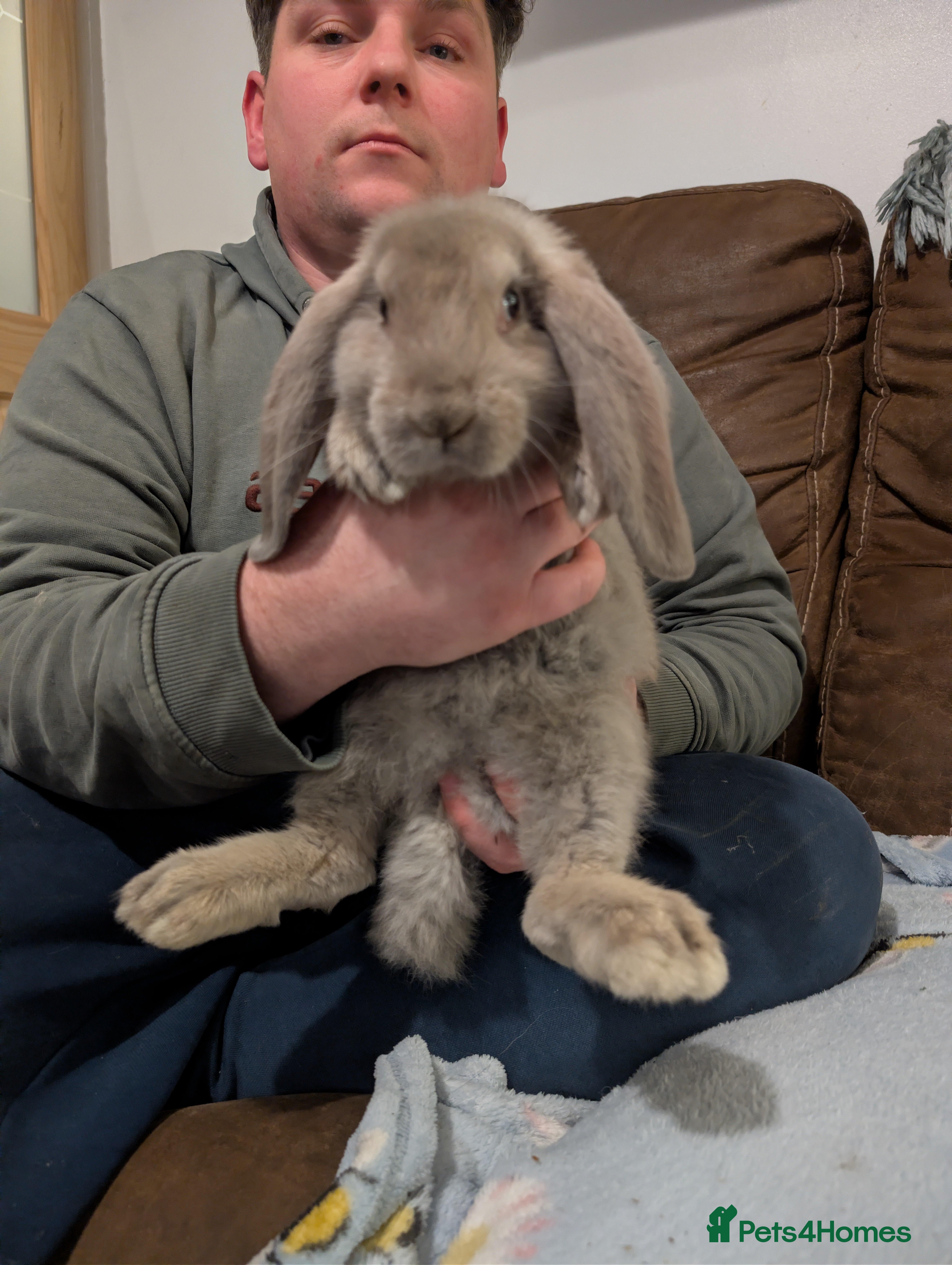 French Lop rabbits Beautiful French lops  - Advert 17