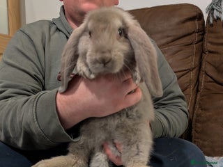 French Lop rabbits Beautiful French lops - Advert 2