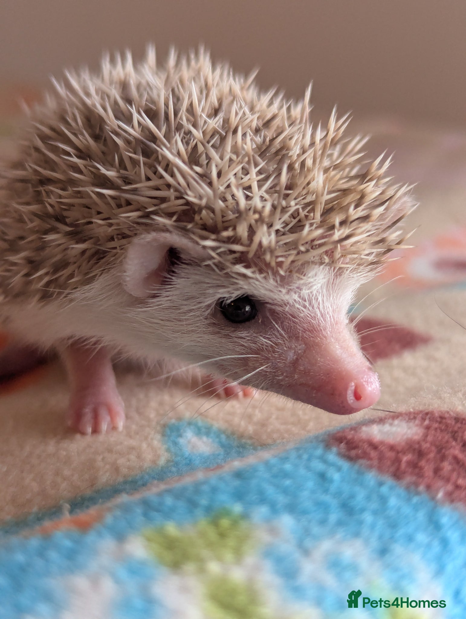 Pygmy Hedgehog rodents Gorgeous Hoglets Ready to Reserve Now - Advert 1