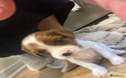 Cavalier King Charles Spaniel dogs for sale: King Charles Cavalier puppies for sale  - Image 6
