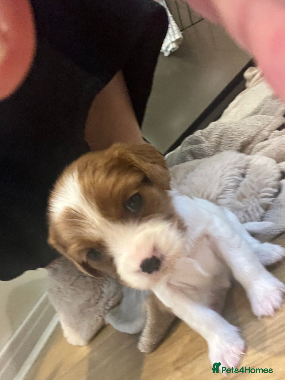 Cavalier King Charles Spaniel dogs for sale: King Charles Cavalier puppies for sale  - Image 6