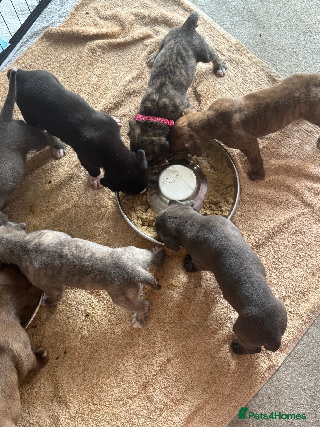Mixed Breed dogs for sale: Beautiful American bulldog x cane corso puppies - Image 28