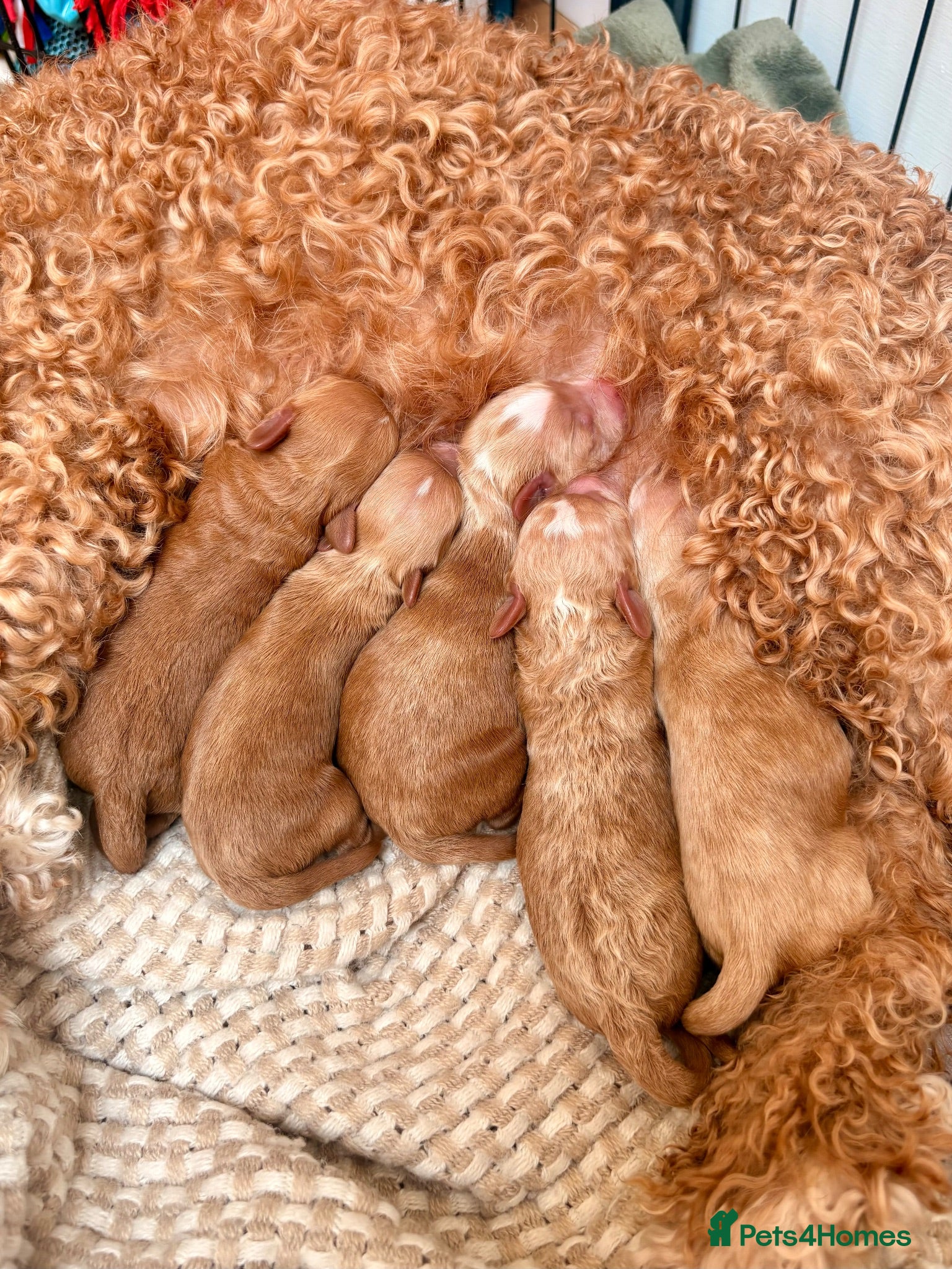 Cavapoo dogs Florence’s Five Beautiful F1b Cavapoo Boys - Advert 1