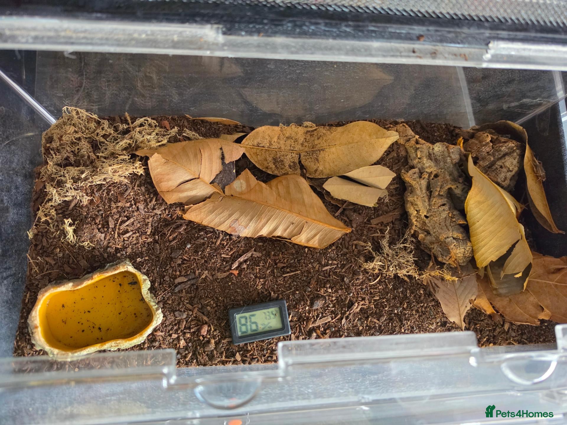 Scorpions invertebrates Asian Forest Scorpion - Advert 1