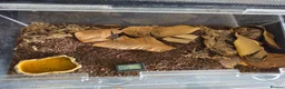 Scorpions invertebrates for sale: Asian Forest Scorpion - Advert 1