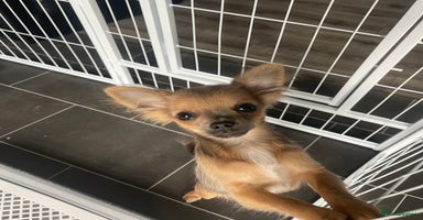 Chihuahua dogs - Advert 14