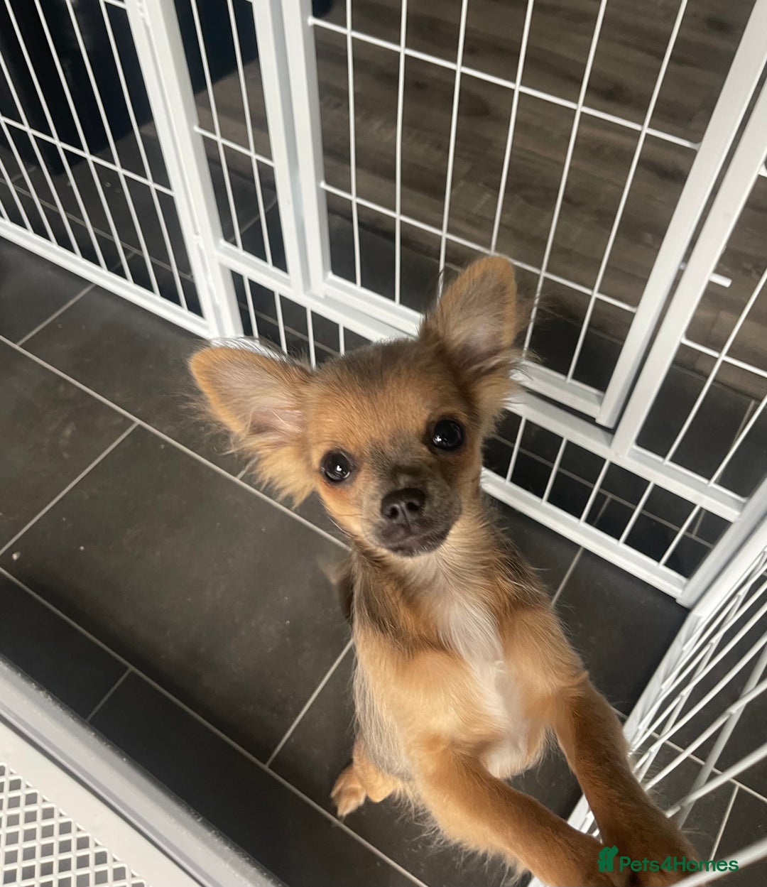 Chihuahua dogs for sale: Female rare sabled lilac fawn chihuahua  - Image 3