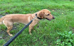 Labrador Retriever dogs for adoption: Barney * Labrador * 240993 - Image 1