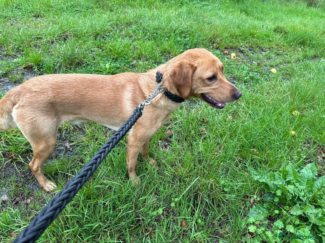 Labrador Retriever dogs for adoption: Barney * Labrador * 240993 - Image 1