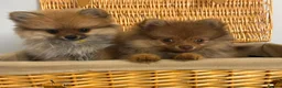 Pomeranian dogs for sale: Tiny Pomeranian Puppies🏡👀  - Advert 2