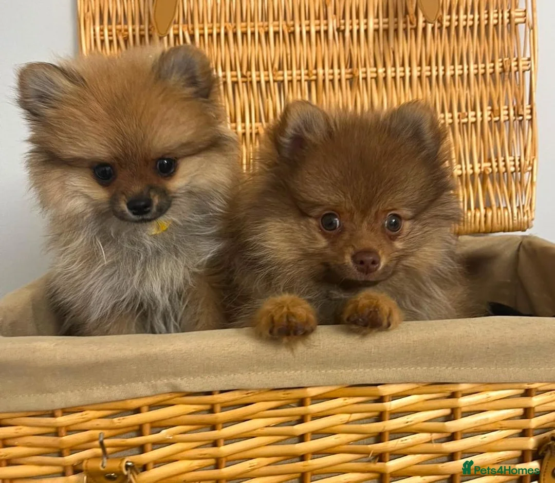 Pomeranian dogs for sale: Tiny Pomeranian Puppies🏡👀  - Advert 2