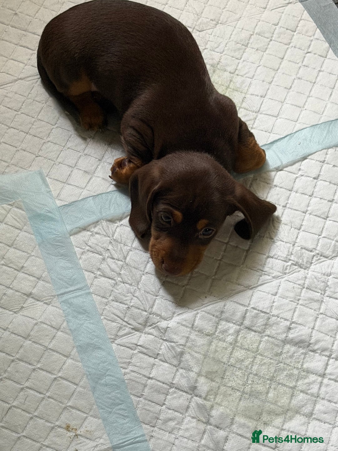 Miniature Dachshund dogs for sale: Stunning minature dachshunds  - Advert 23