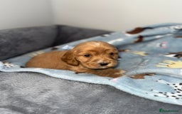 Cocker Spaniel dogs for sale: Beautiful show type cocker spaniel puppies  - Image 20