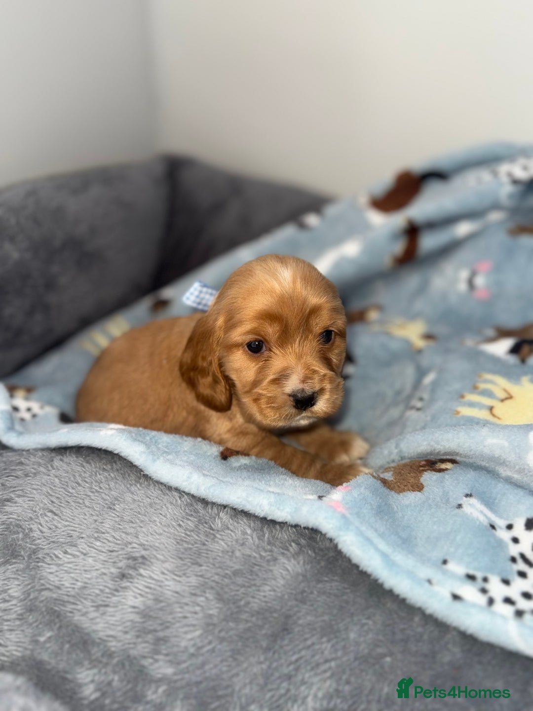 Cocker Spaniel dogs for sale: Beautiful show type cocker spaniel puppies  - Image 20