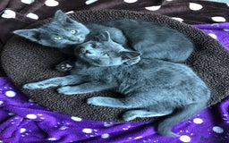 British Shorthair cats for sale: Two Beautiful British Shorthair Boys - Image 2