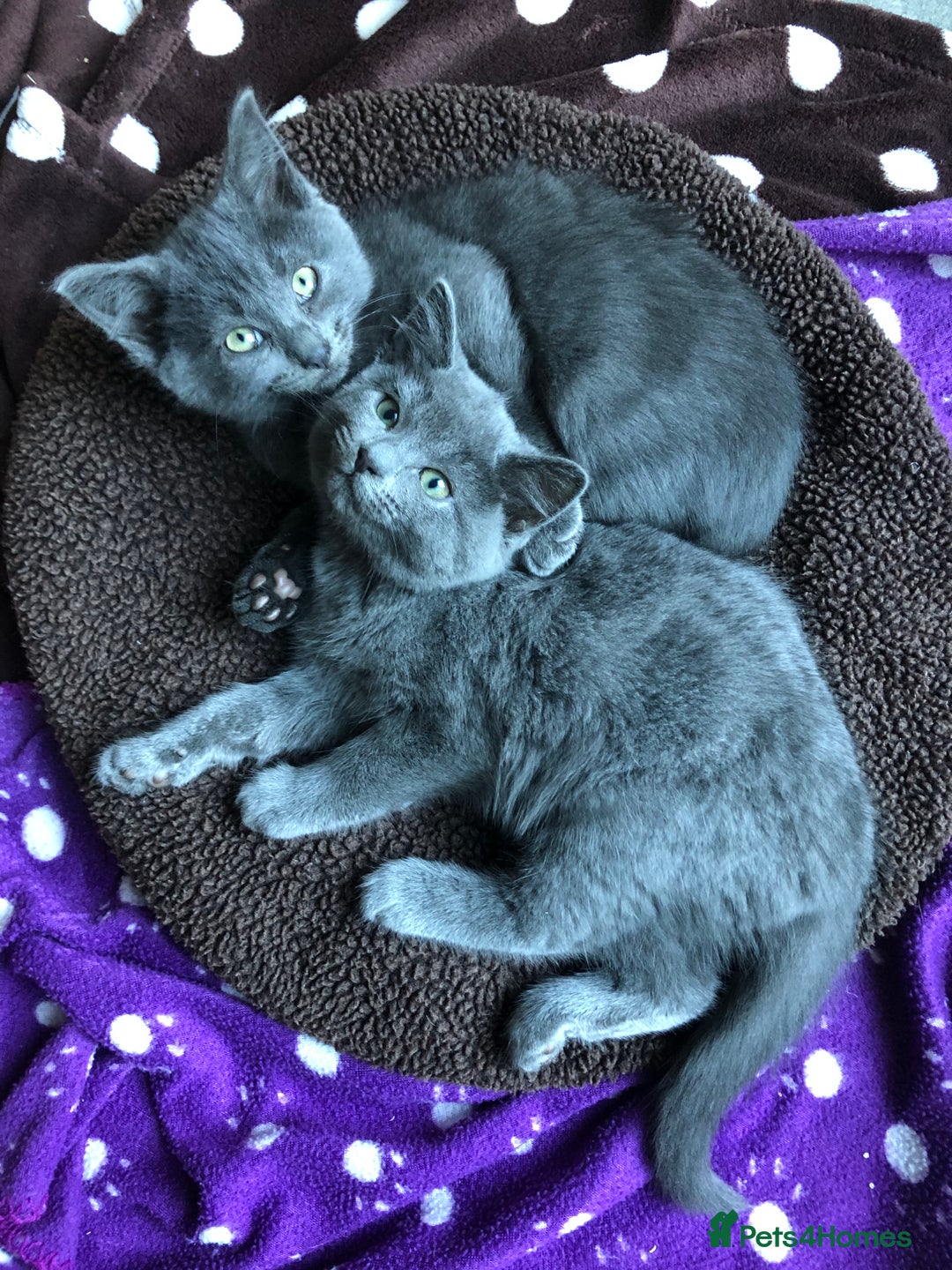 British Shorthair cats for sale: Two Beautiful British Shorthair Boys - Image 2