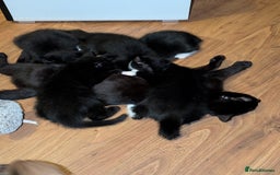 British Shorthair cats for sale: Shorthaired kittens  - Image 10