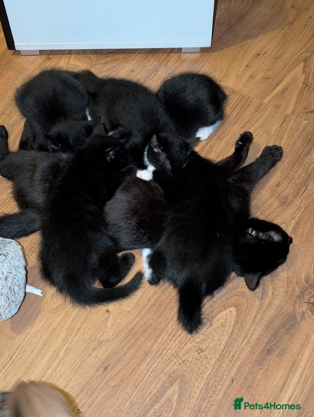 British Shorthair cats for sale: Shorthaired kittens  - Image 10