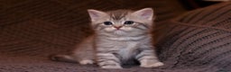 Scottish Fold cats for sale: Gorgeous Scottish Fold and straight kittens - Advert 12